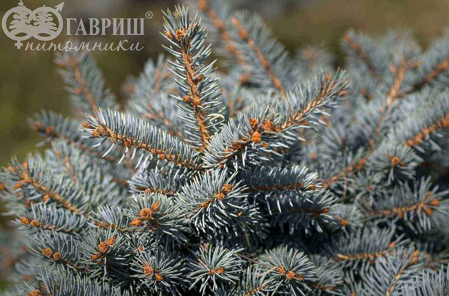 Ель колючая  Waldbrunn