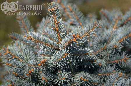 Купить ель колючая  waldbrunn деревья и растения