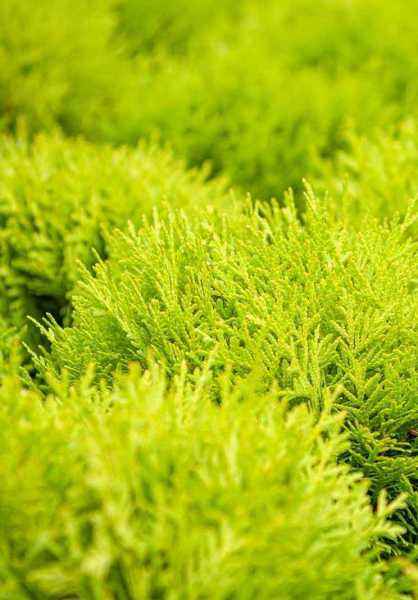 Купить туя западная mirjam деревья и растения