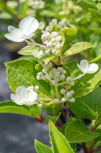 саженцы Гортензия метельчатая Prim White