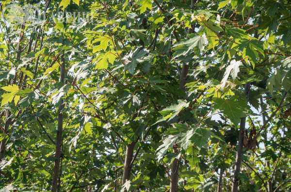 Саженцы клён красный fairview flame