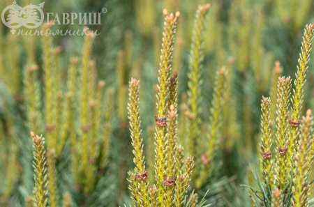 Купить сосна обыкновенная watereri деревья и растения