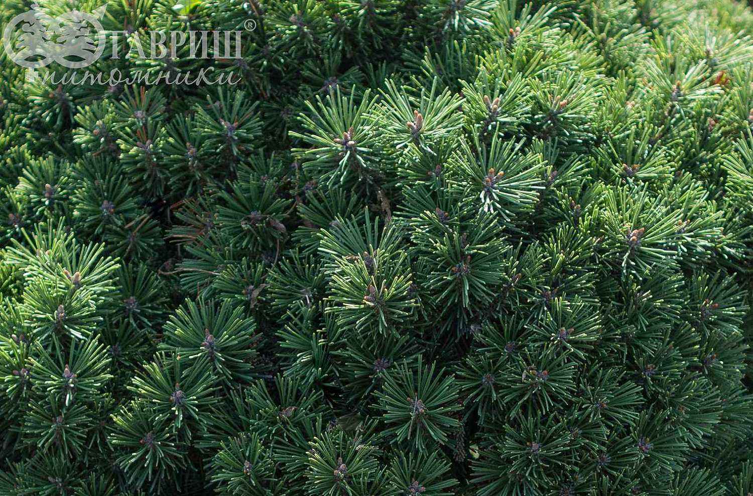 Сосна горная Benjamin