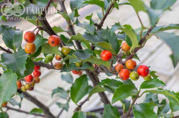 саженцы Падуб Мезерва Blue Girl