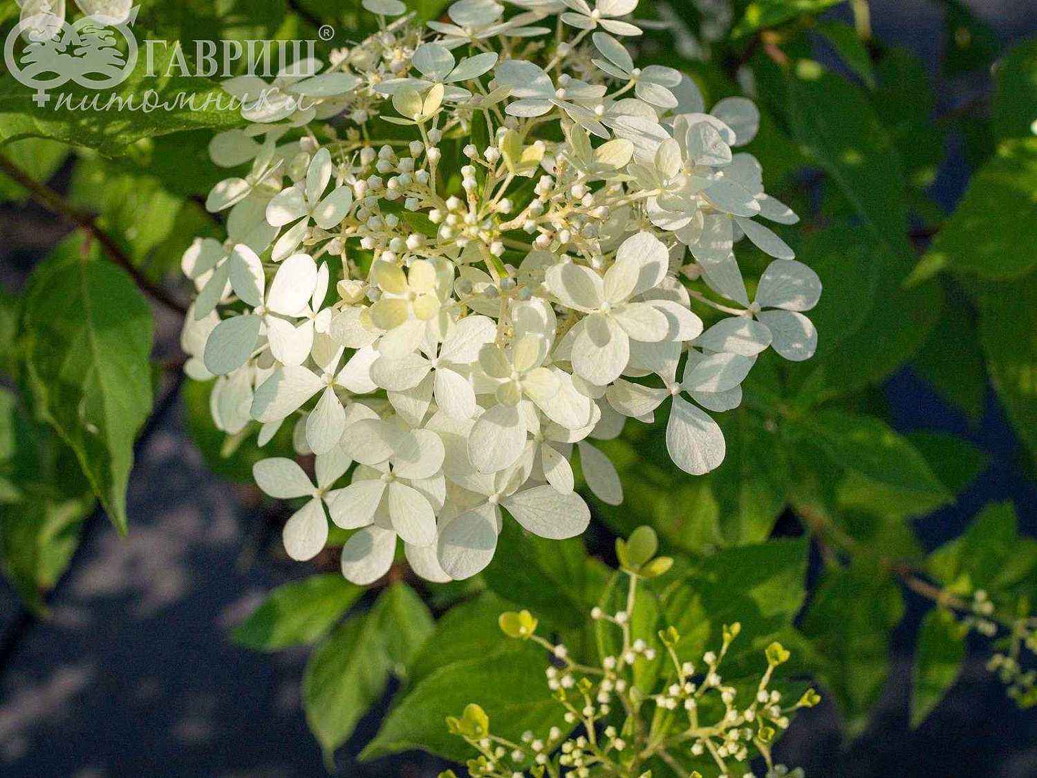 Гортензия метельчатая Phantom