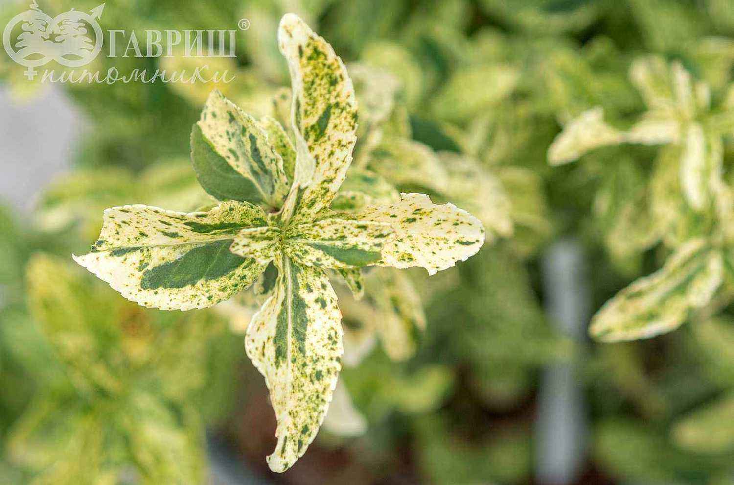 Бересклет Форчуна Golden Harlequin