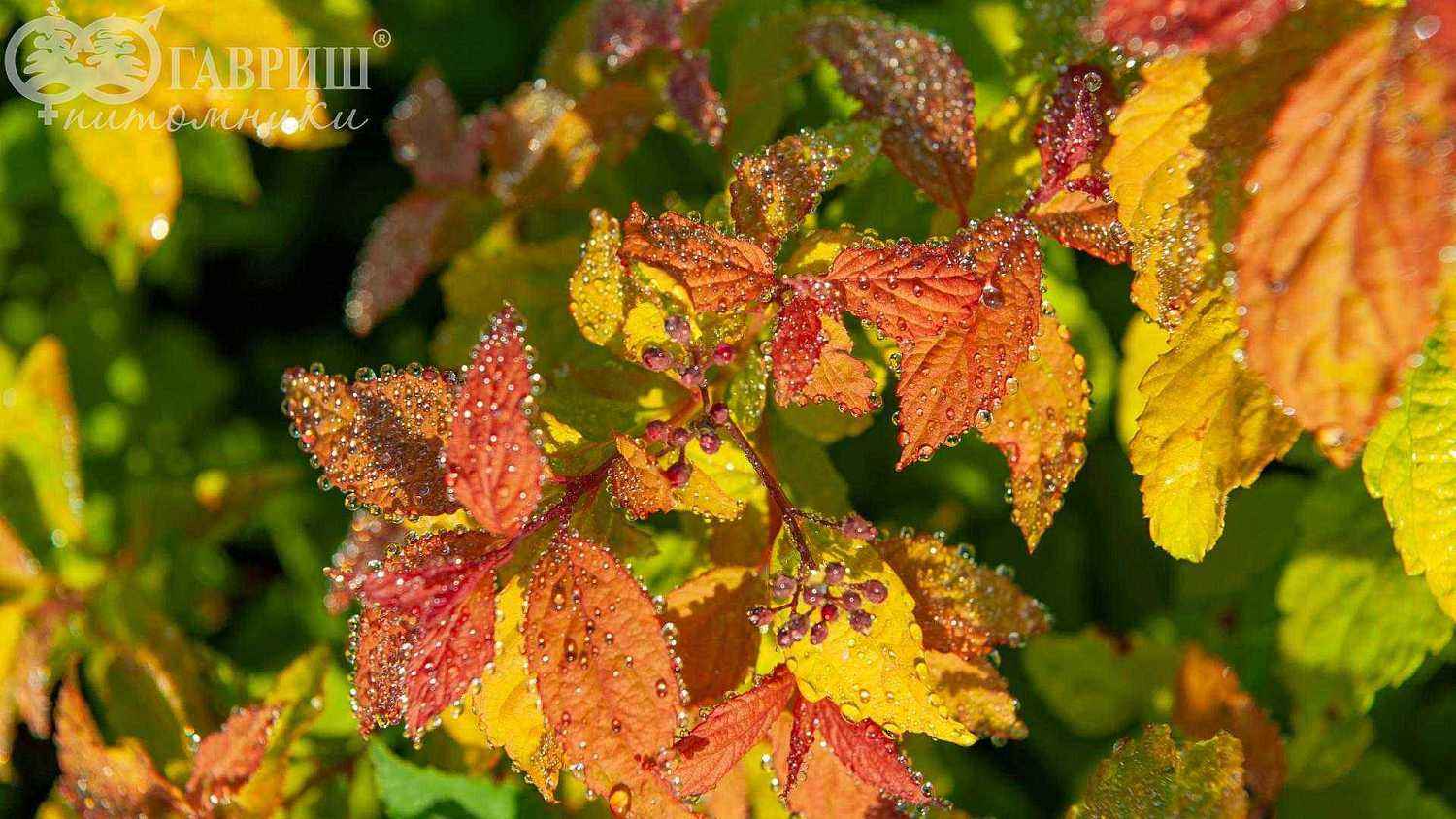 Спирея японская Goldflame