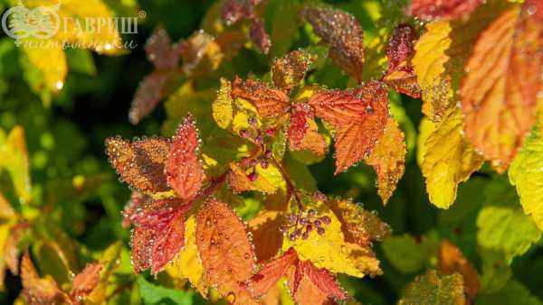 саженцы Спирея японская Goldflame