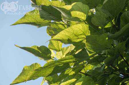Саженцы катальпа бигнониевидная nana