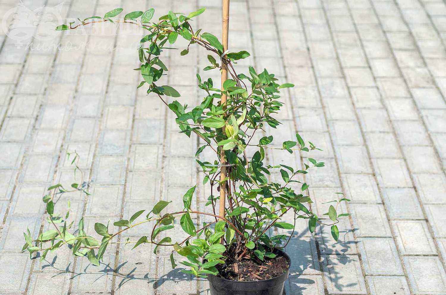 Жимолость японская American Beauty