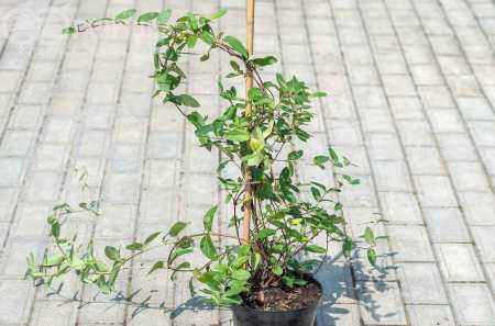 саженцы Жимолость японская American Beauty