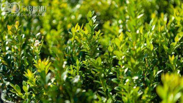 саженцы Самшит вечнозеленый