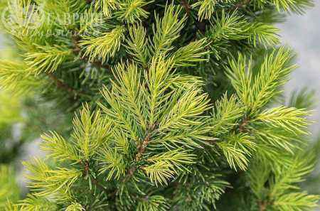 Купить ель канадская biesenthaler fruhling деревья и растения