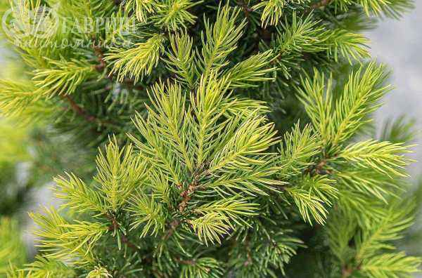 Купить ель канадская biesenthaler fruhling деревья и растения