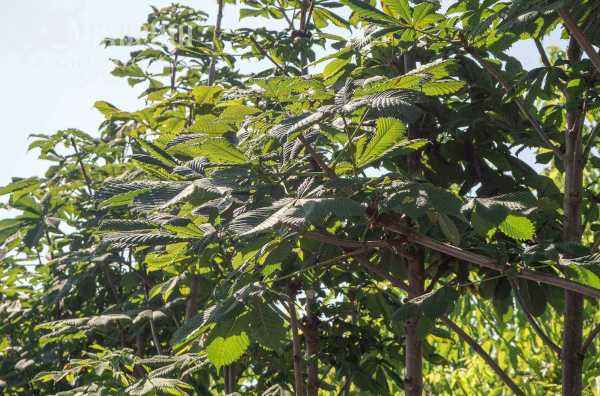 саженцы Каштан конский