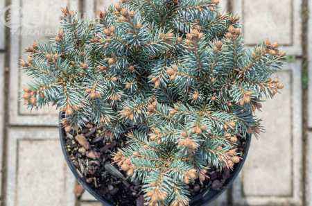 Купить ель обыкновенная pumila glauca деревья и растения