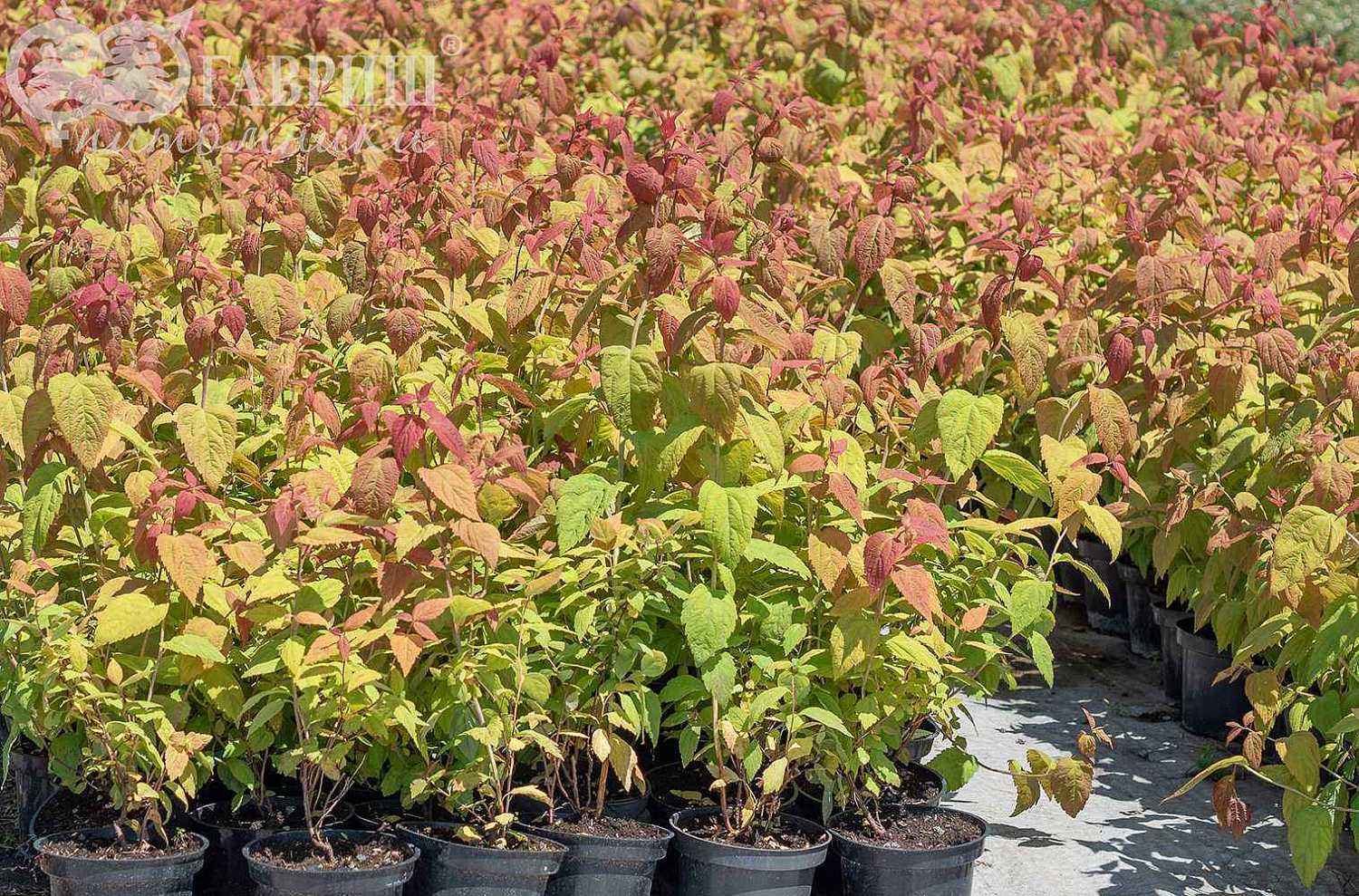 Спирея японская Macrophylla