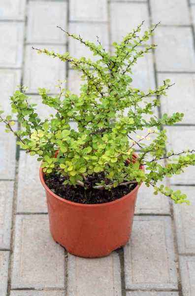 саженцы Барбарис Тунберга Silver Beauty