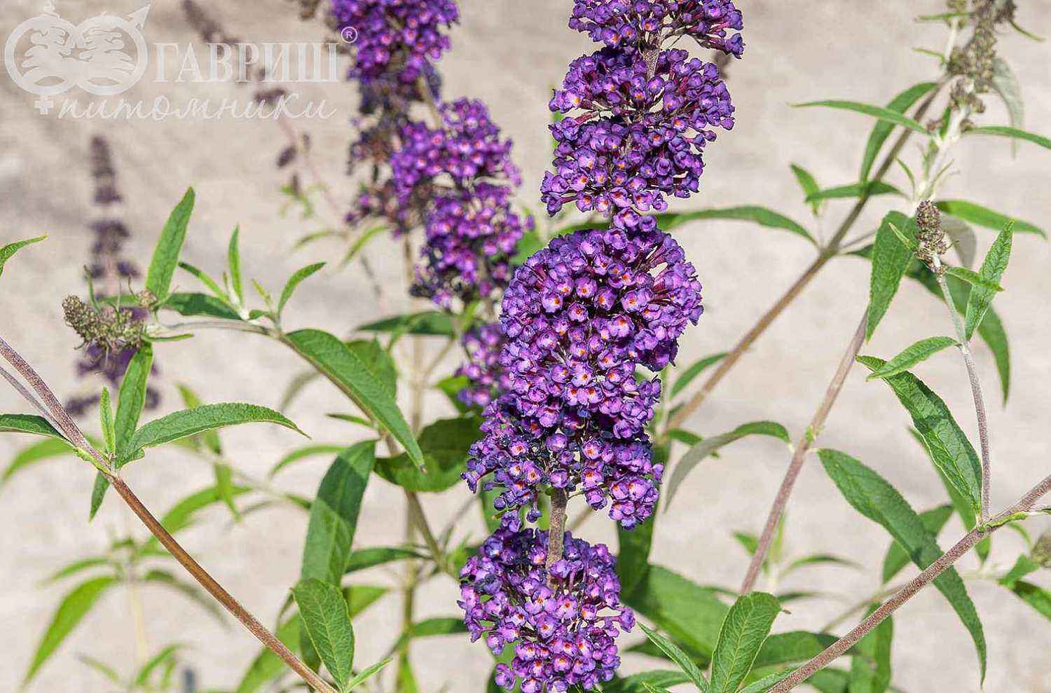 Буддлея Давида Black Knight