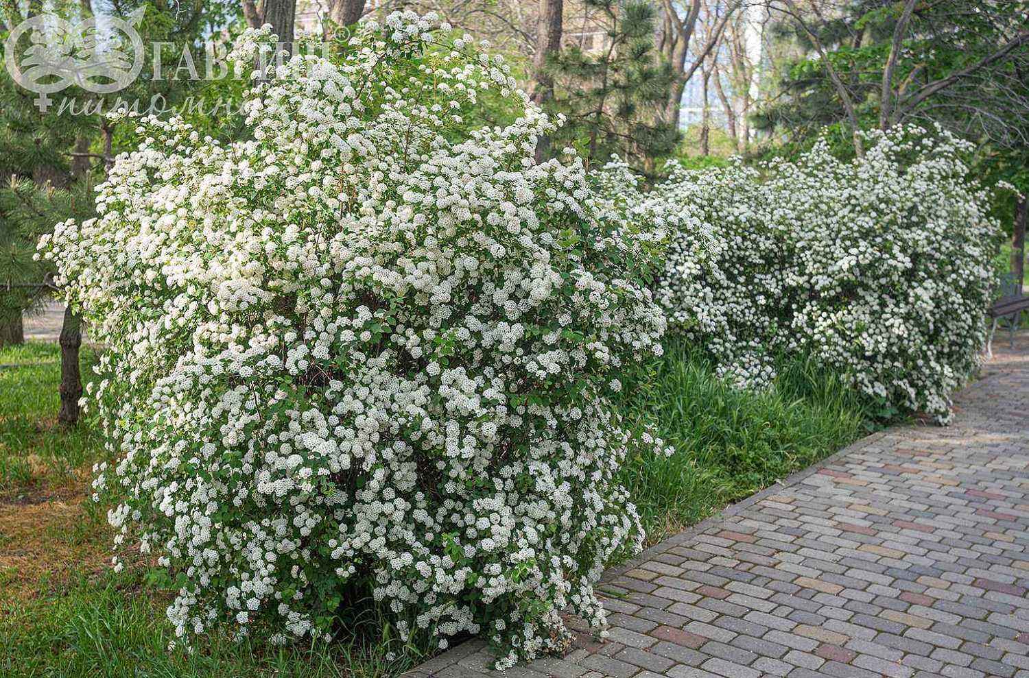 Спирея Vanhouttei