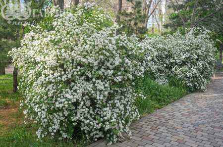 саженцы Спирея Vanhouttei