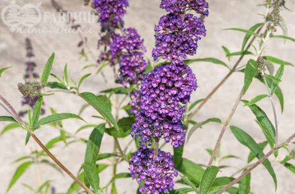 саженцы Буддлея Давида Black Knight
