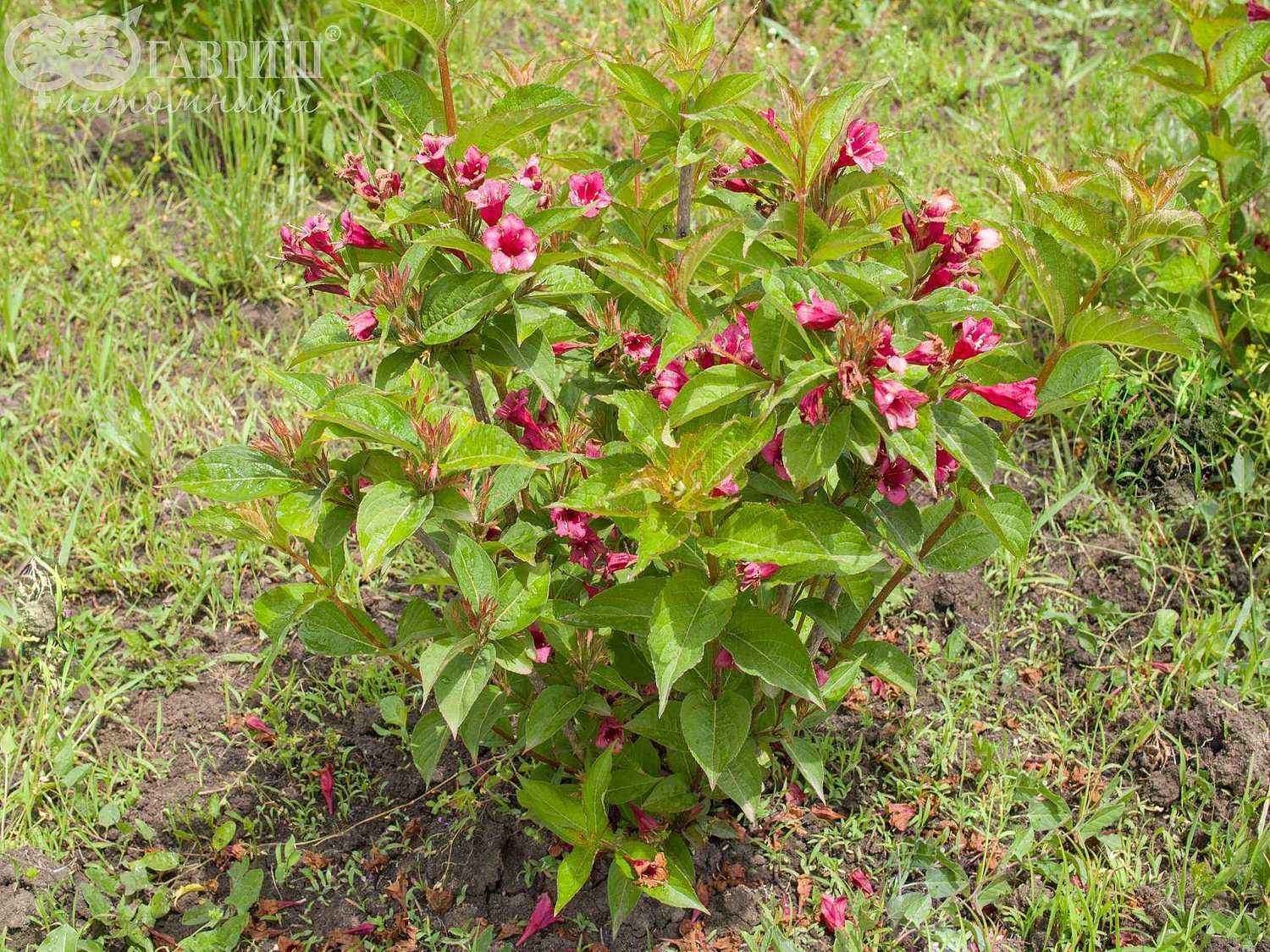 Вейгела цветущая Eva Rathke