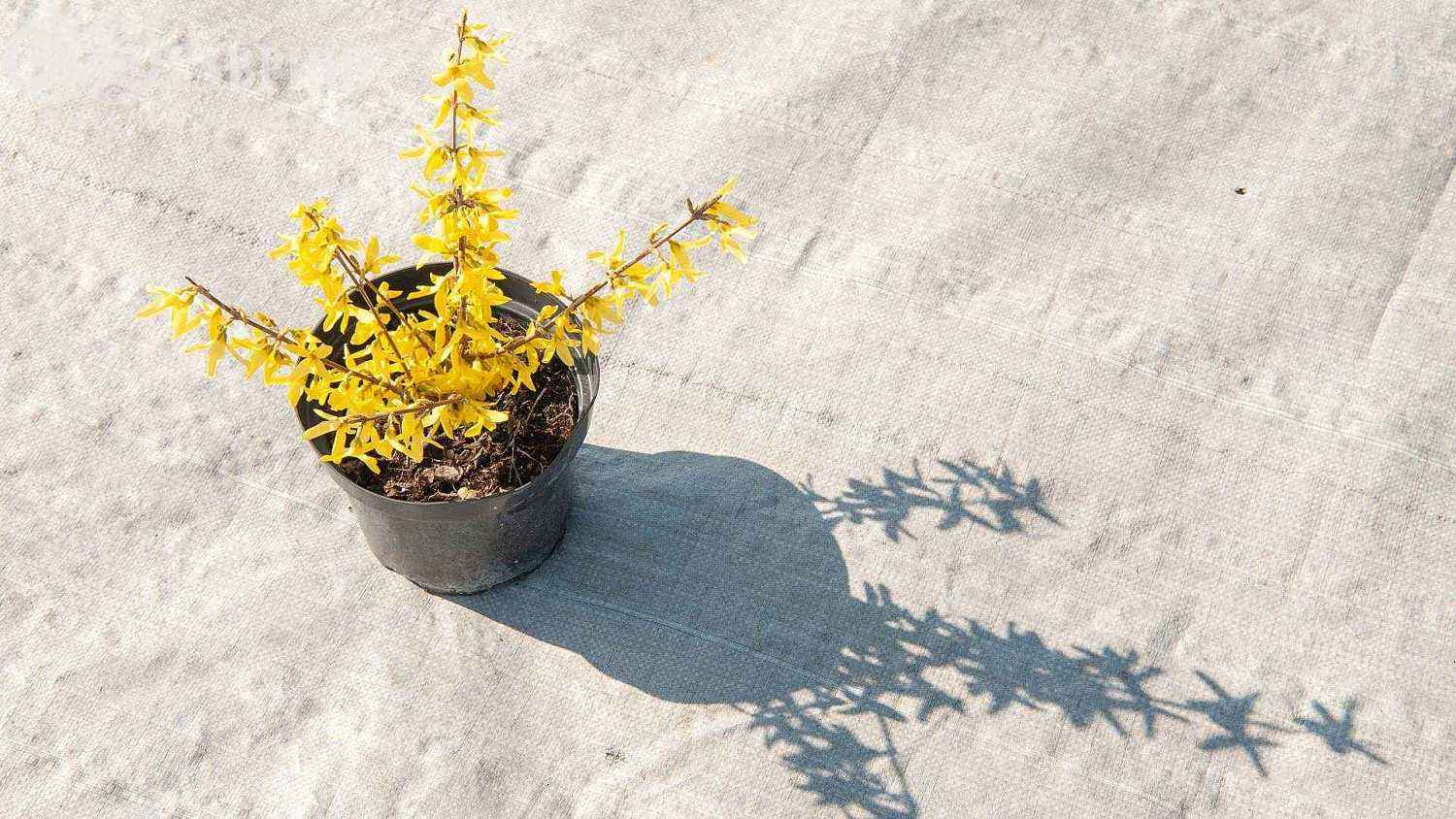 Форзиция средняя Lynwood