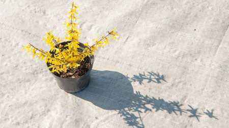 саженцы Форзиция средняя Lynwood