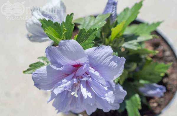 саженцы Гибискус сирийский Blue Chiffon