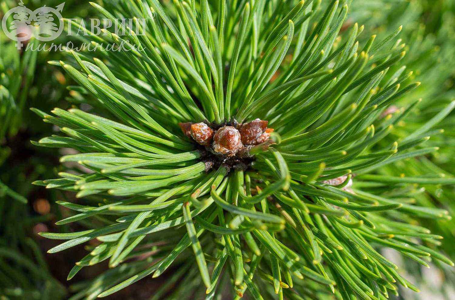 Сосна горная Ofenpass