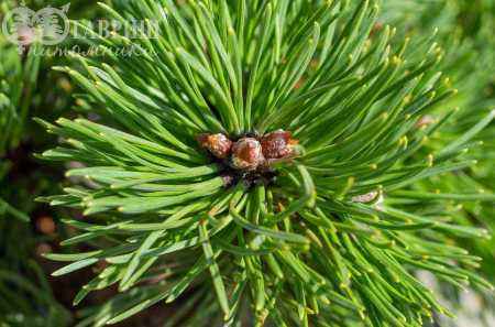 Купить сосна горная ofenpass деревья и растения