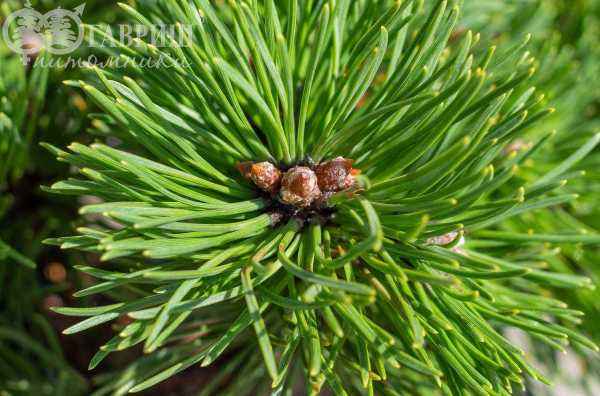 Купить сосна горная ofenpass деревья и растения
