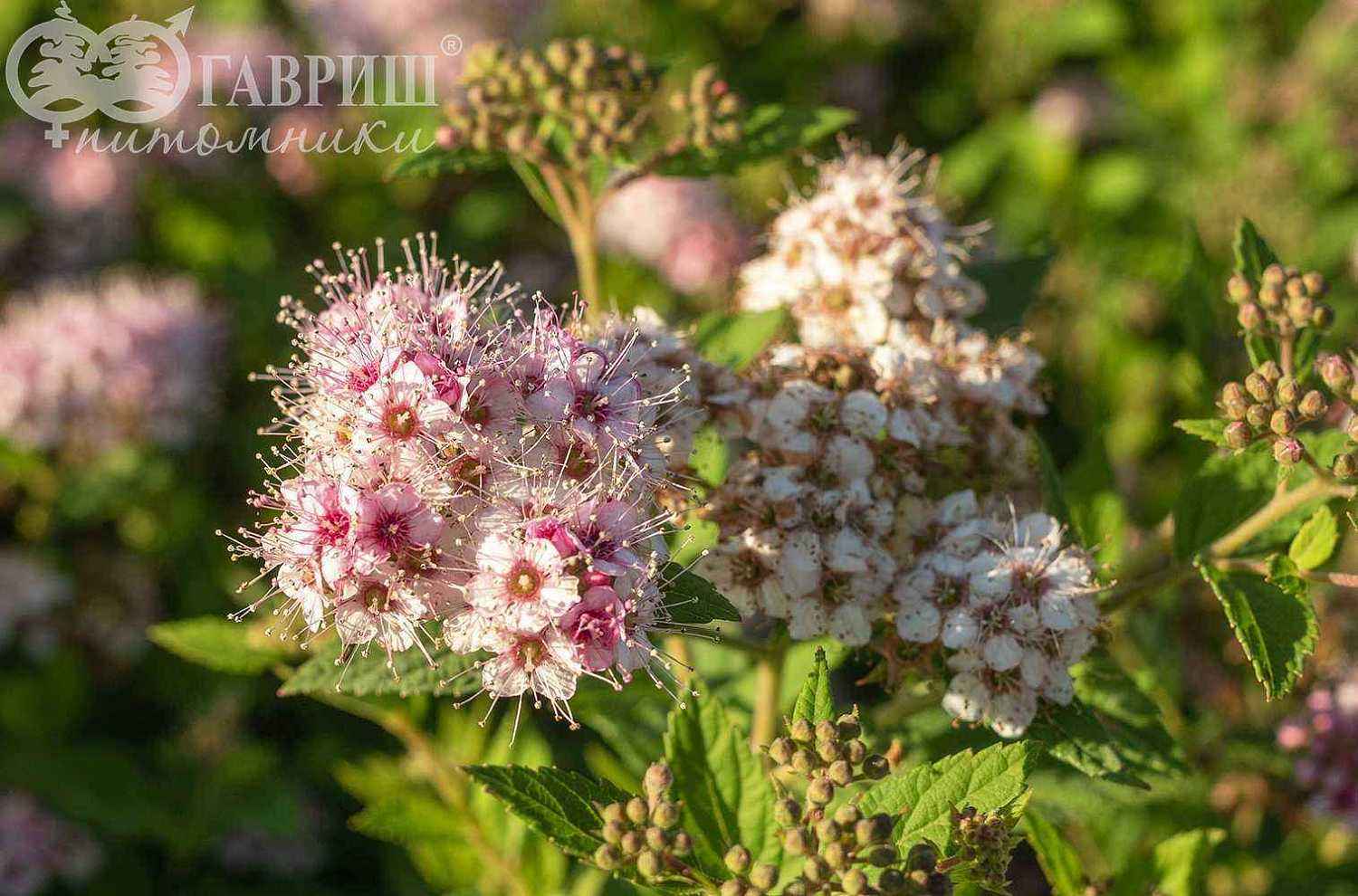 Спирея японская Little Princess