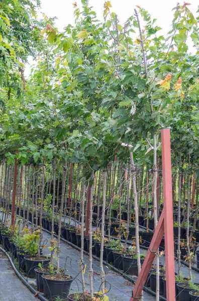 Саженцы клён красный red sunset (franksred) Саженцы клён красный red sunset (franksred)