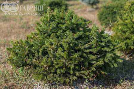 Купить ель обыкновенная nidiformis деревья и растения