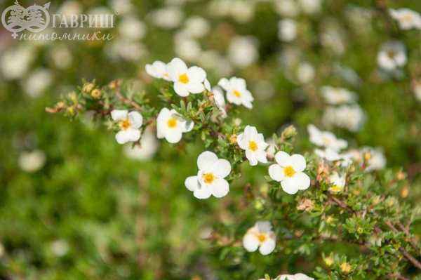 саженцы Лапчатка кустарниковая Abbotswood