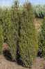 Можжевельник обыкновенный Arnold