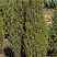 Купить можжевельник обыкновенный arnold деревья и растения