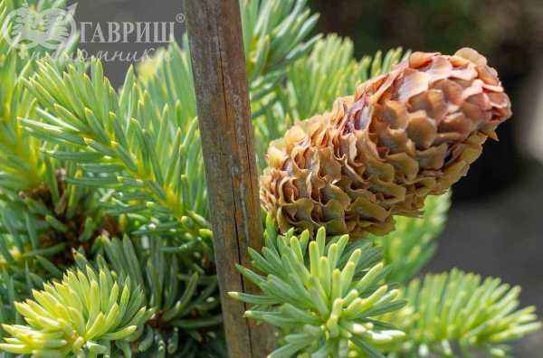 Купить ель колючая  blue mountain деревья и растения