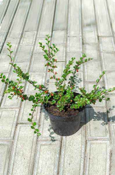 саженцы Кизильник нан-шаньский Boer