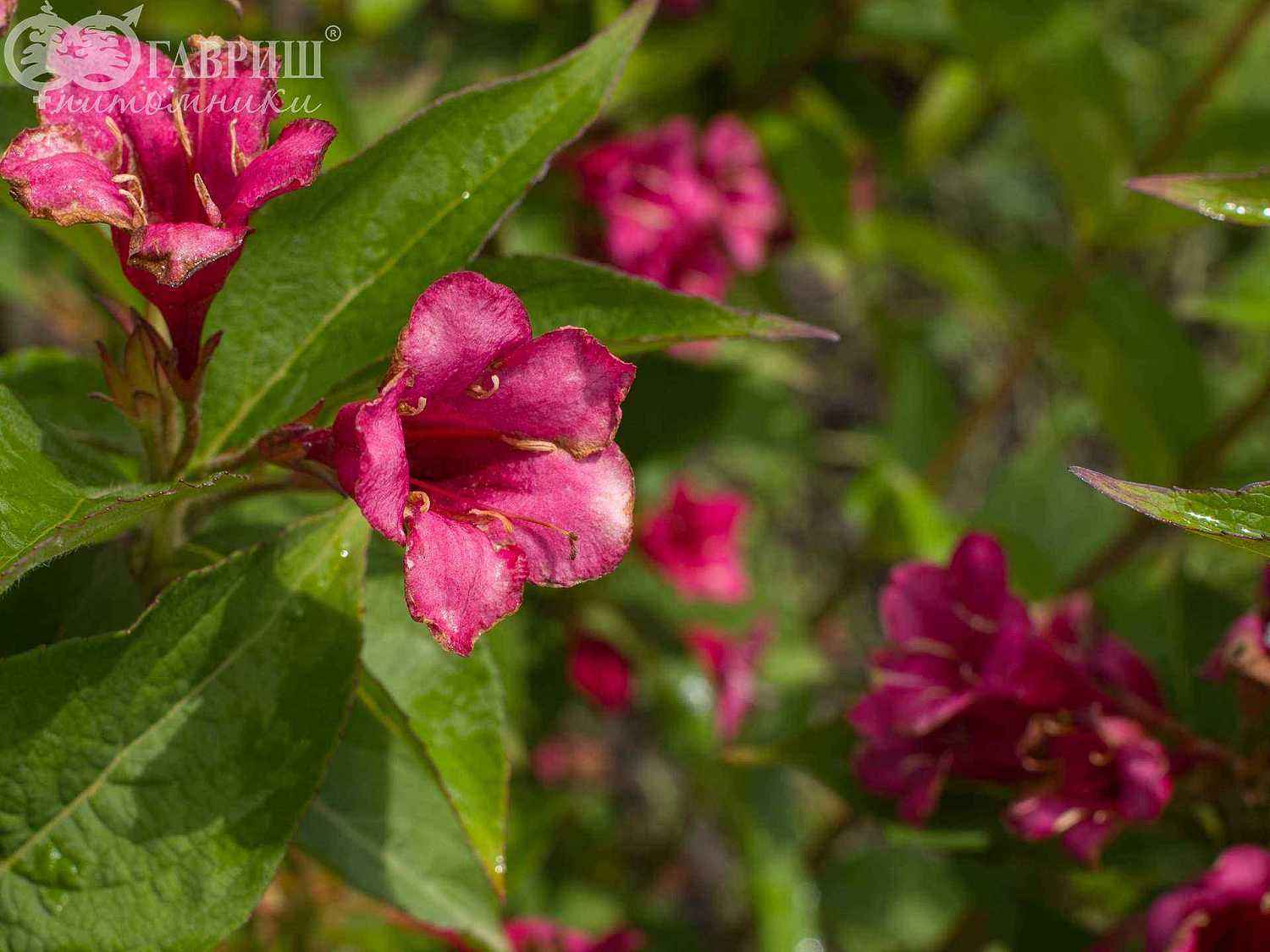 Вейгела цветущая Eva Rathke