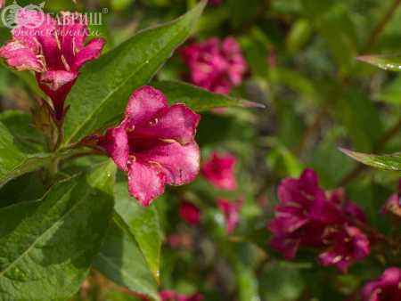 саженцы Вейгела цветущая Eva Rathke