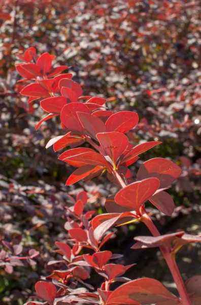 саженцы Барбарис Оттавский Superba