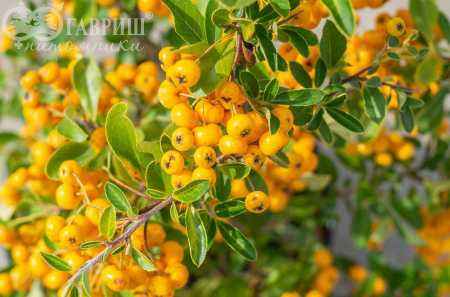 саженцы Пираканта шарлаховая Soleil d'Or