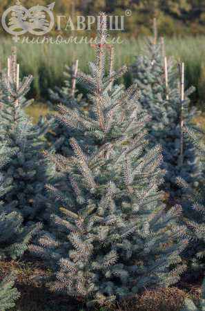 Купить ель колючая edith (edit) деревья и растения
