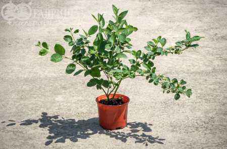 саженцы Дерен отпрысковый Flaviramea