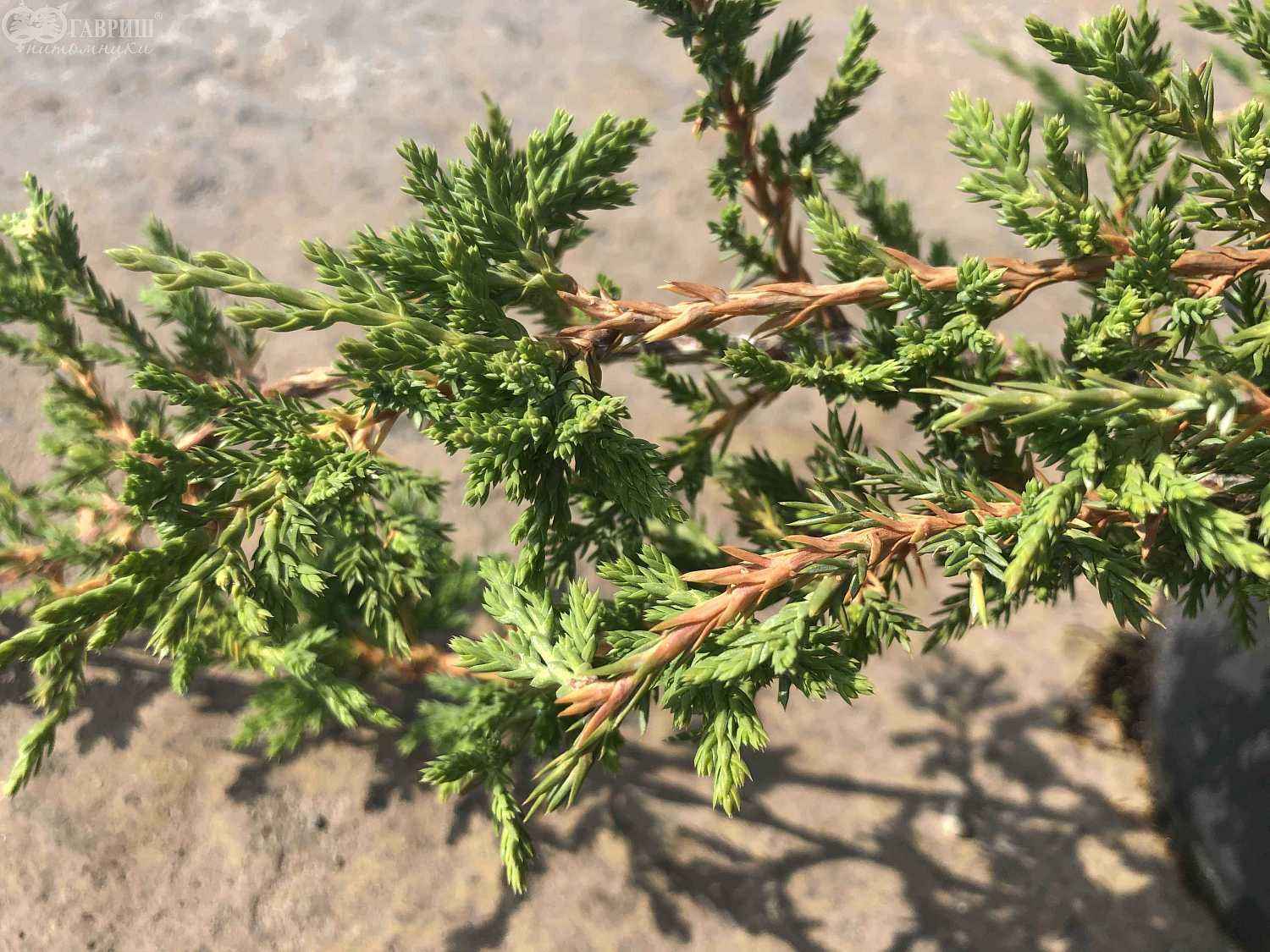 Можжевельник горизонтальный Prince of Wales