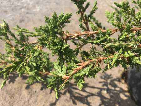 Купить можжевельник горизонтальный prince of wales деревья и растения