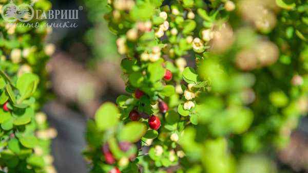 саженцы Барбарис Тунберга Erecta